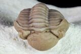 Curled Paciphacops Trilobite - Black Cat Mountain, Oklahoma #168819-6